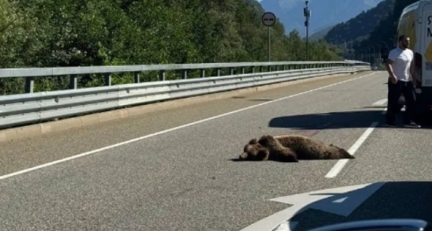 В Адлере женщина-водитель насмерть сбила медвежонка: штраф может составить 60 тысяч рублей