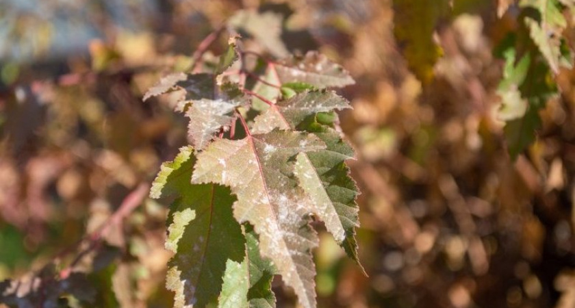 От +13 до +27: аномальная жара в Краснодаре обернется холодным ударом уже в воскресенье