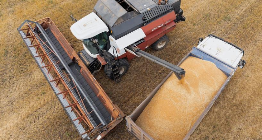 Кубанская пшеница поставила рекорд: 86,6% урожая — продовольственное зерно против 18% годом ранее