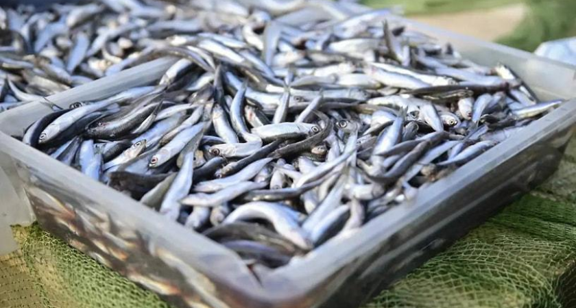 Новороссийск удвоил экспорт рыбы: 300 тонн хамсы и ставриды ушло в три страны