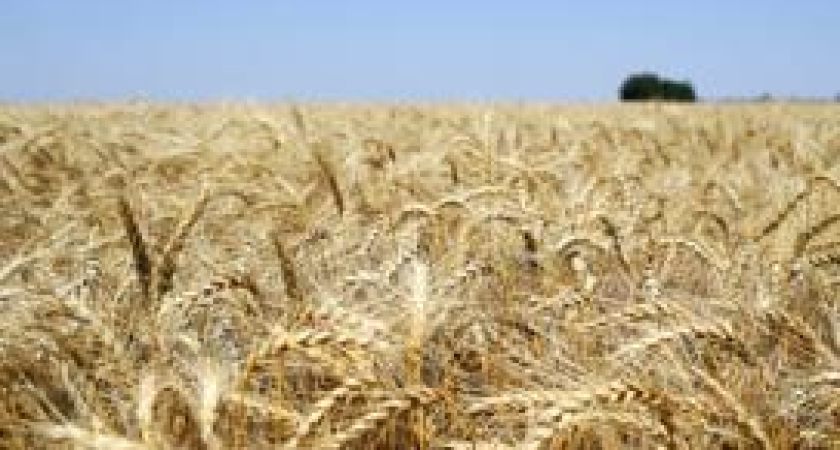 В Сириусе ищут спасение от высоких ставок и новых налогов: открылся форум по минудобрениям