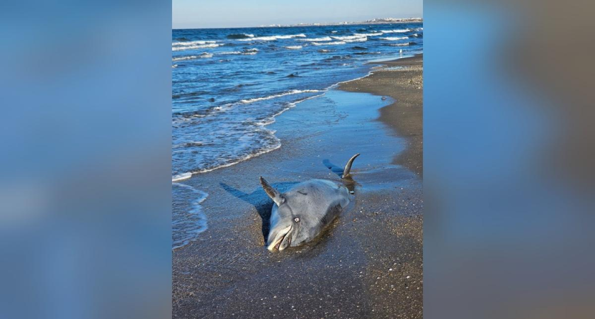В Анапе нашли мертвого дельфина без ран и сетей: хвост занесло песком