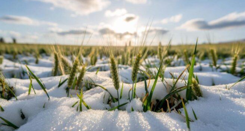 24 тысячи линий пшеницы заморозят до -21°C: на Кубани запустили уникальный для России эксперимент