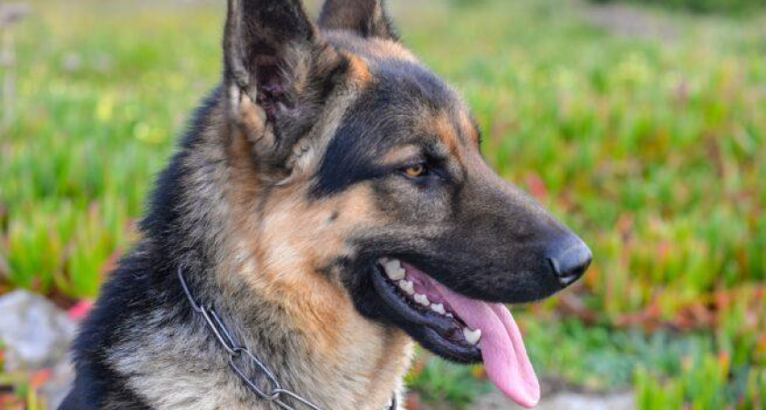 Фестивальный, Западный Обход и Черемушки: в четырех районах Краснодара начнется отлов бездомных собак