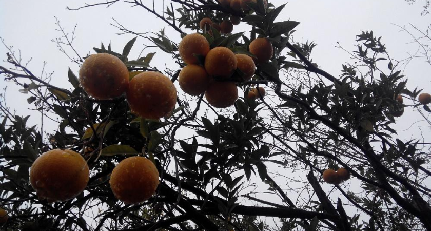 200 тонн в сутки: сочинские таможенники штурмуют мандариновый поток с соседней республики