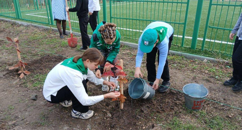 8 тысяч деревьев за день: школьники Кубани сами вырастили и высадили 60 краснокнижных дубов