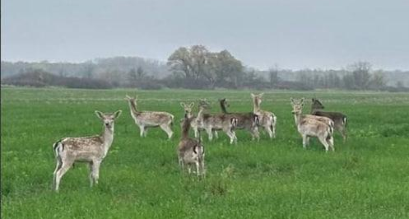 Последняя партия года: 13 европейских ланей выпустили на 10 тысяч гектаров кубанского заказника
