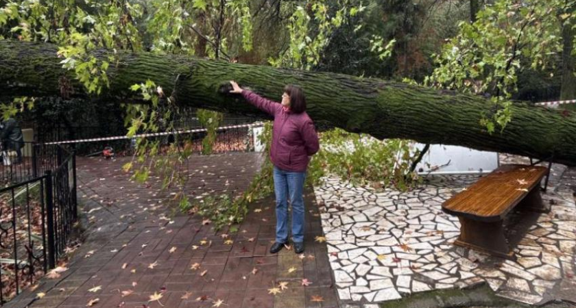 Реликтовое амбровое дерево с исторической аллеи XIX века рухнуло в Дендрарии Сочи