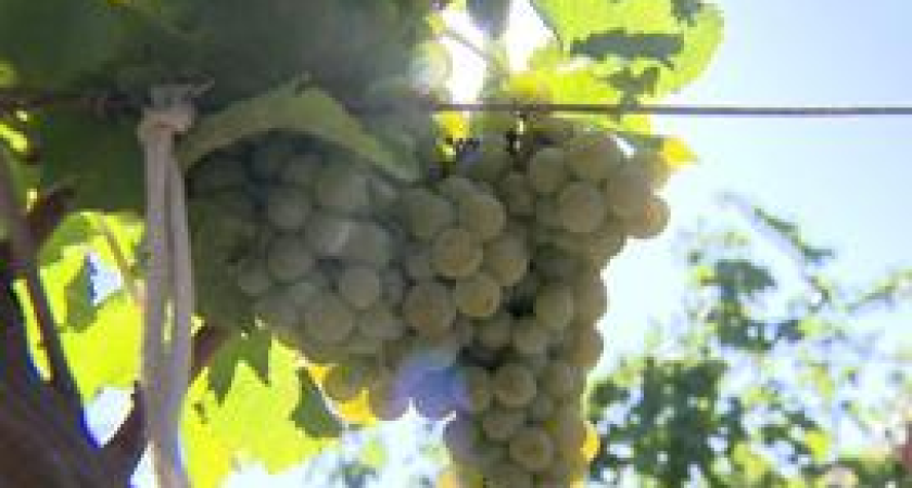 Закон о виноделии изменил Кубань: 33,5 тысячи гектаров виноградников вместо 21 тысячи за пять лет