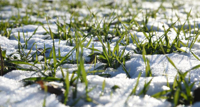 3,1 млн га под защитой: аграрии юга готовятся к засухе 2026 года через страхование