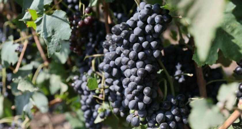 Рекордный урожай: 32 предприятия Новороссийска собрали 15,4 тысячи тонн винограда