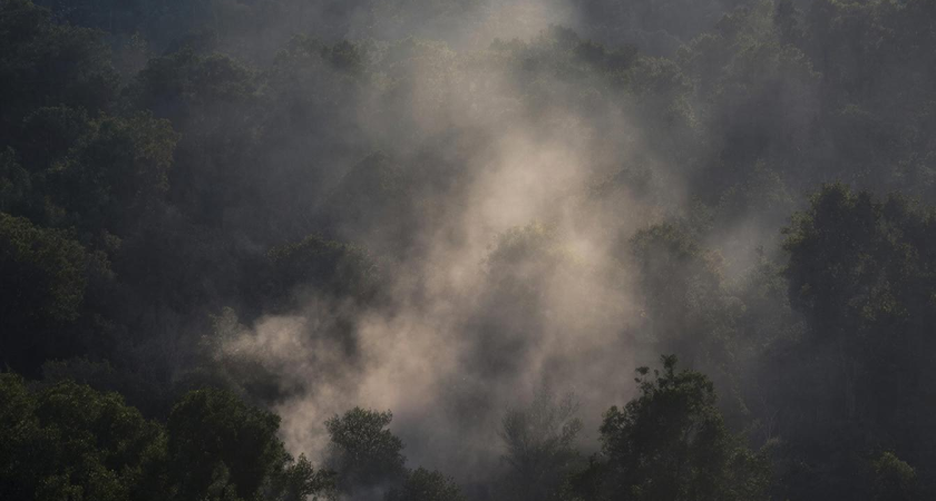 На Кубани загорелся лес площадью 0,5 гектара близ станицы Смоленской