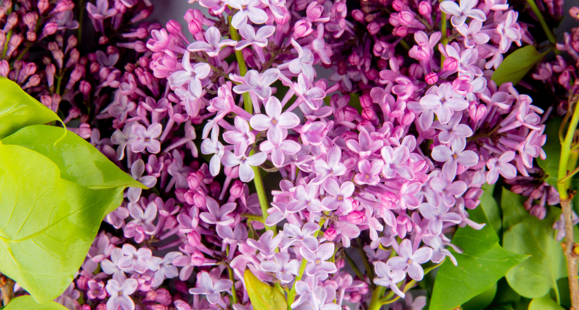 Сирень зацвела в Сочи 24 декабря: весеннее растение распустилось на 5 месяцев раньше срока