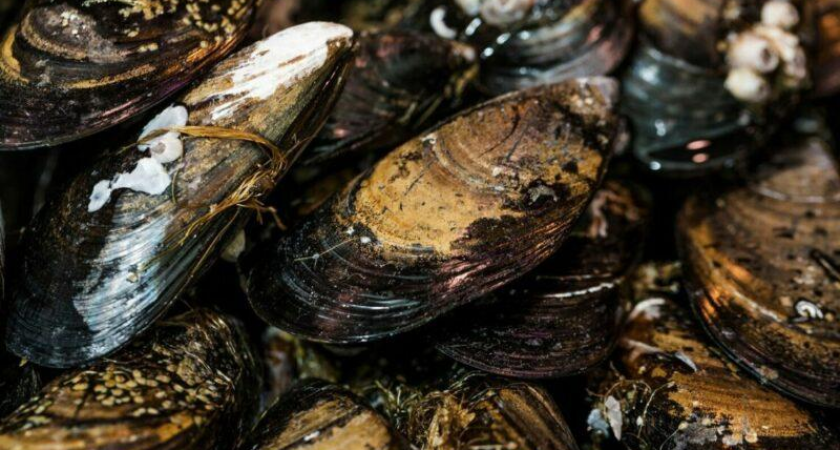 6 тысяч тонн морепродуктов из Аравии, Перу и Китая: импорт на Кубань взлетел на 20%