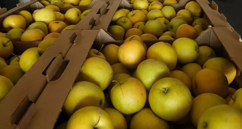 Грант 17,5 млн рублей: на Кубани создают сидр, который заменит импортные аналоги