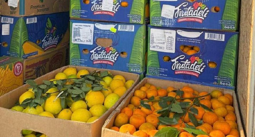 Коричневый мраморный клоп: 12,5 тонн мандаринов развернули на границе в Адлере