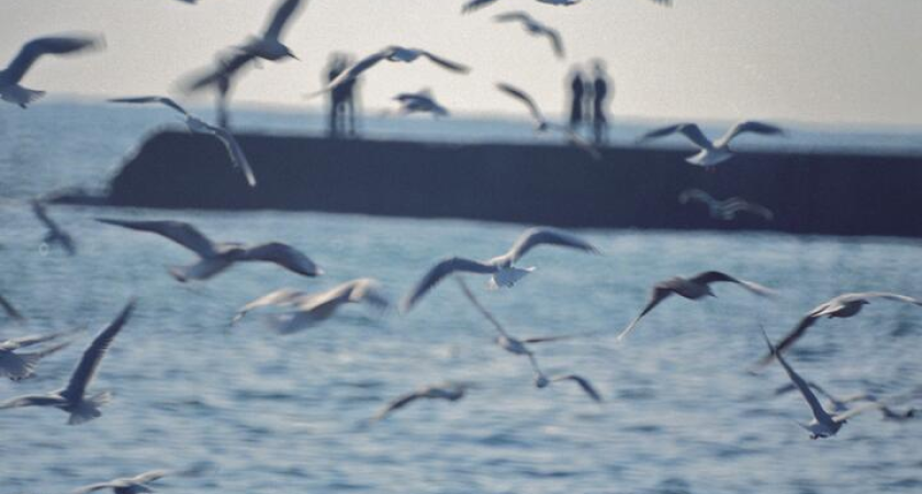 Зимовка на юге: Волгоград против Сочи — разница в цене достигает десятков тысяч рублей