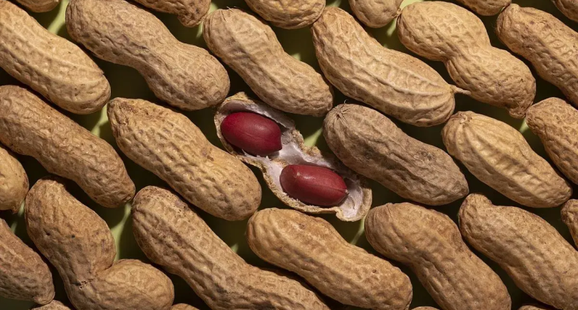 «Виктория» и «Бемоль» против импорта: два новых сорта арахиса прошли испытания на Кубани