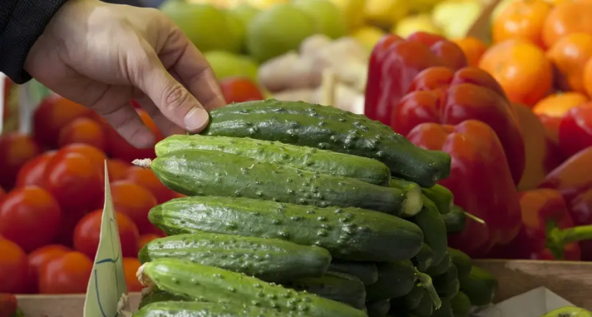 17,6 тонн огурцов из Ирана заражены опасным вредителем: партию остановили в Краснодаре