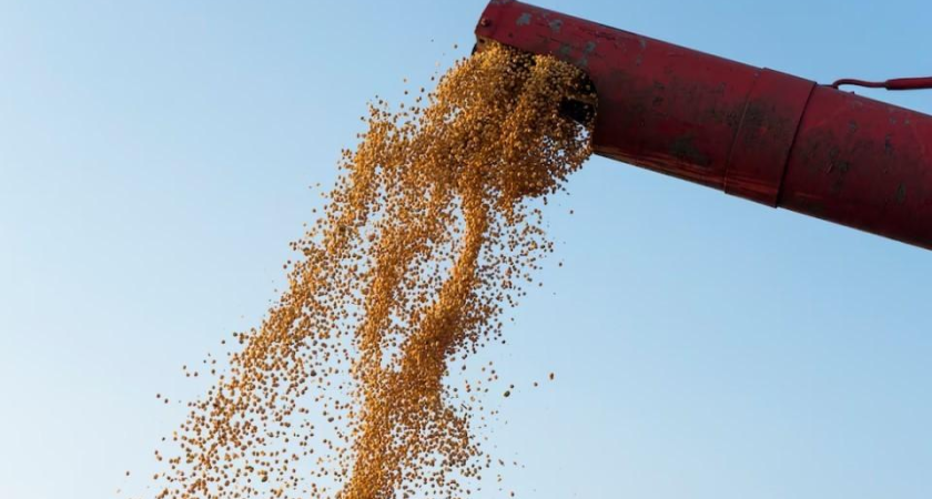 Кубань экспортировала на 45% меньше зерна: неудачный сезон обрушил поставки