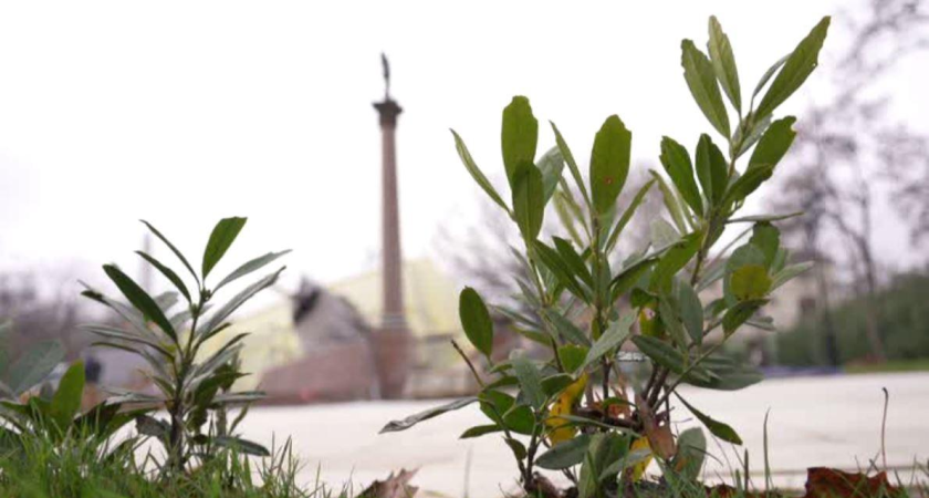 В Краснодаре откроют сквер с Вечным огнем к Дню Героев Отечества