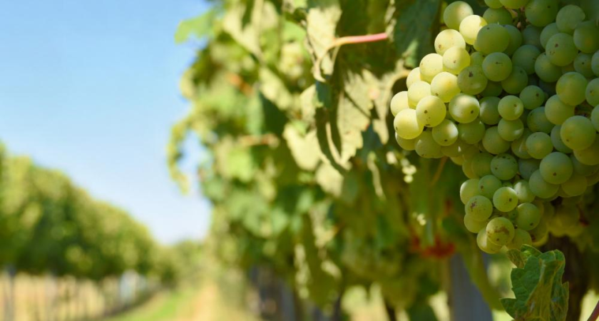 Кубанский виноград проигрывает Европе: клоновая селекция может изменить всё