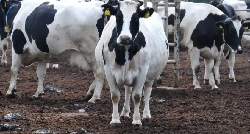 Молочную ферму в Краснодаре закрыли на 45 суток за риск эпизоотии