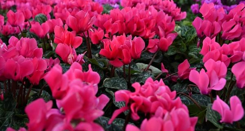 Сочи преобразится: 213 тысяч цветов к зиме и весне