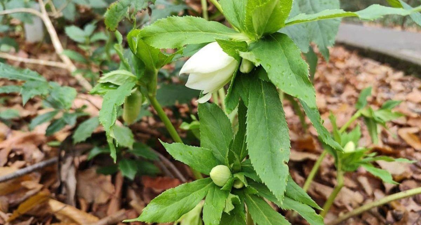 Ровесник мамонтов зацвел в морозы: древний реликт игнорирует холода в Сочи