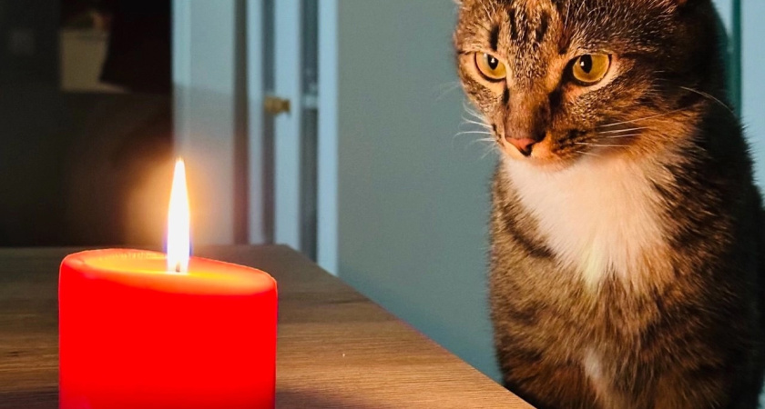 6 скрытых посланий кошки, которые вы пропускаете: обратите внимание на поведение питомца и вы удивитесь 