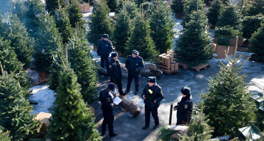 Двое предпринимателей продавали елки без разрешений в Новороссийске