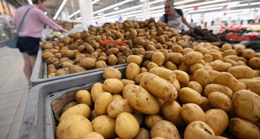 Кубань упустила половину рынка картофеля: экспорт рухнул на 45,6%