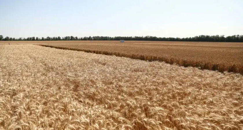 Кубань вернула 13,5 тыс. га сельхозземель: защита урожая вместо застройки