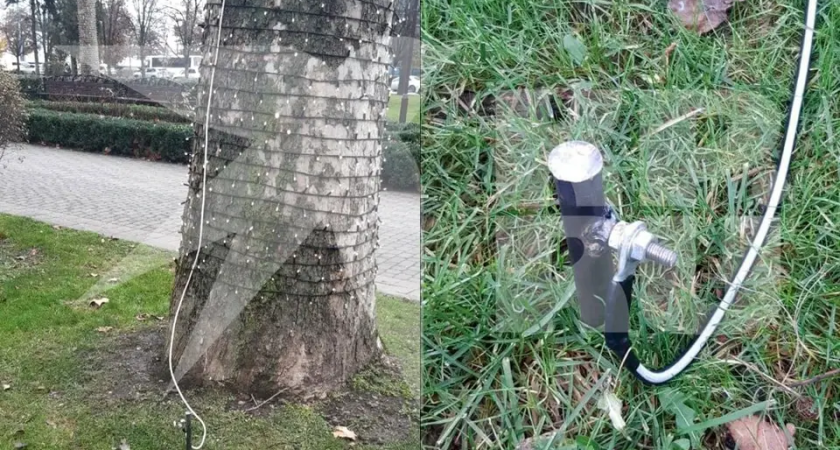 В Краснодаре на газоне нашли 11 мертвых птиц — виновата праздничная инсталляция