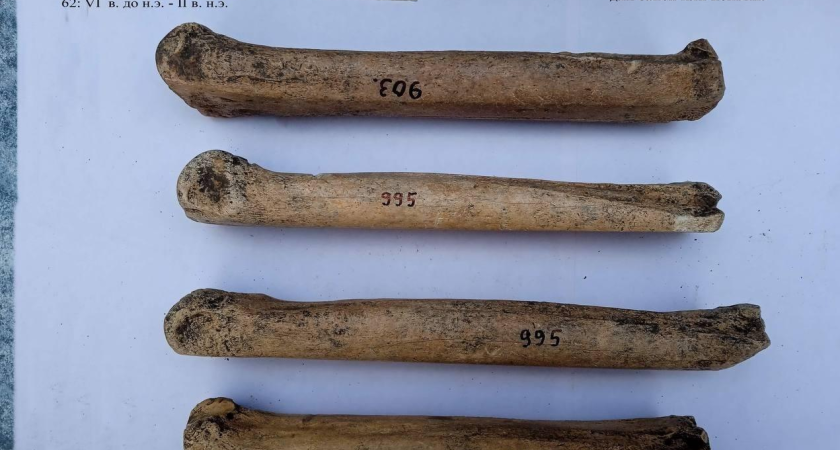 Античные коньки из конских костей помогали грекам пересекать Керченский пролив