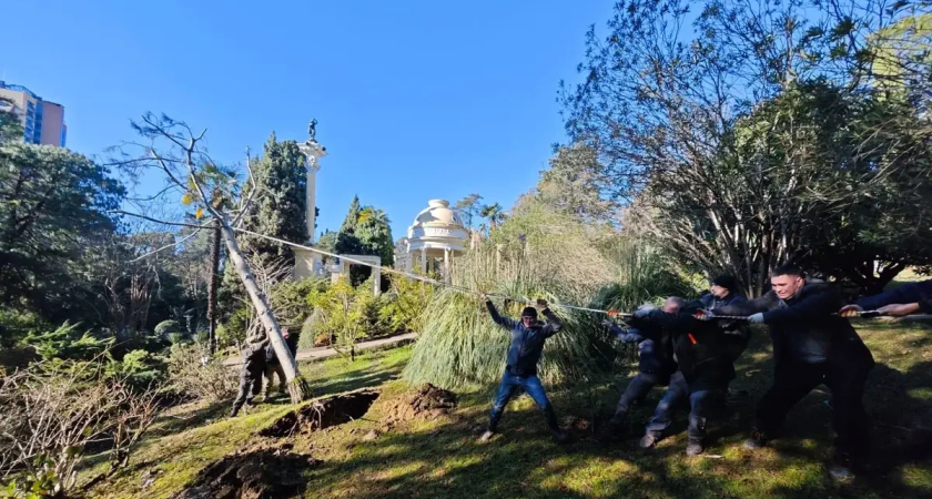 Единственная в парке девятиметровая сосна из Гималаев рухнула в Сочи с шишками для размножения