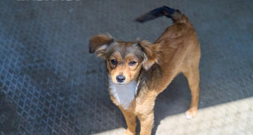 За 12 дней сотни краснодарских дворняжек отловят в 6 районах города: план коснется Российского и Фестивального