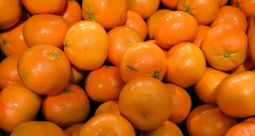 Опасный груз: 51 тысяча тонн египетских цитрусовых с плодовой мухой перехвачены в Новороссийске