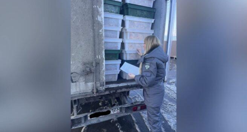 Опасный груз: 8,6 тонн колбасы, осетинского сыра и рыбы без документов перехватили на трассе «Кавказ»