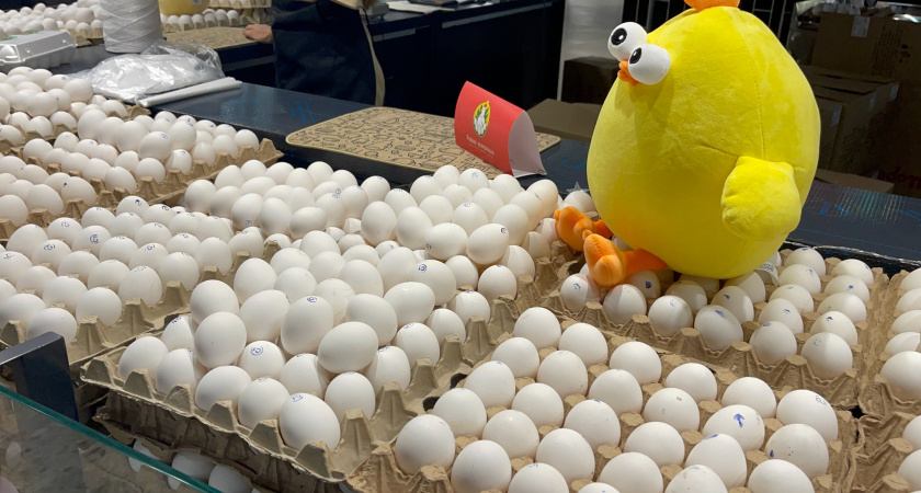 Правда о домашних и магазинных яйцах: шокирующие результаты простого эксперимента