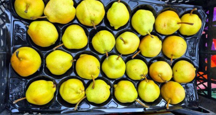 Муха-горбатка атакует: 18,6 тонн турецких груш задержаны в порту Новороссийска