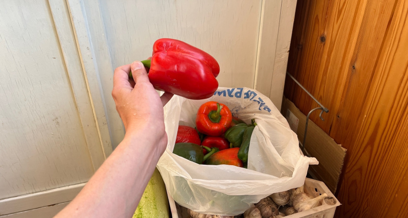 Забудьте все, что знали: секреты нежной рассады перца, о которых молчат опытные дачники