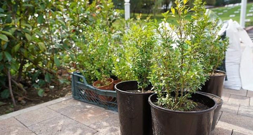 30 тысяч саженцев и 20 миллионов рублей: Сочи обновляет зеленый каркас субтропическими пальмами и магнолиями