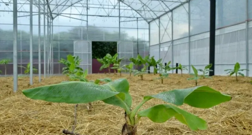 Экзотический прорыв: Сочи увеличит урожай субтропиков с 55 тонн до 72 тысяч тонн к 2035 году