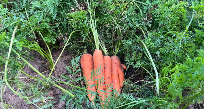 Вырастает кривой и корявой: три секрета, как заставить морковь быть ровной и гладкой
