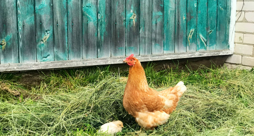 Россиян будут штрафовать за скотину на даче: юрист назвал сумму штрафа, которая ударит по кошельку