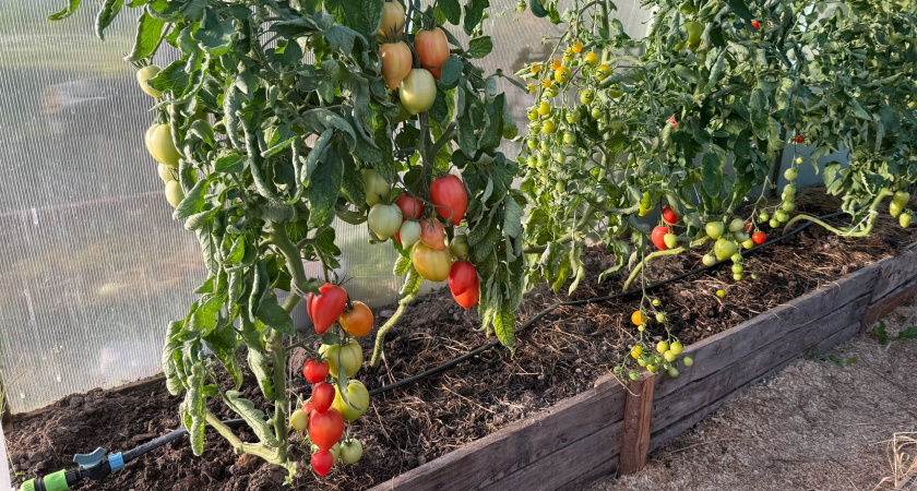 Мечта дачника за копейки: пенсионерка нашла редкие сорта томатов — урожайность шокирует