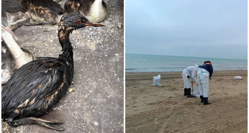 Шторм в Анапе вскрыл «нефтяную ловушку»: десятки птиц в мазуте и горы токсичных отходов на берегу