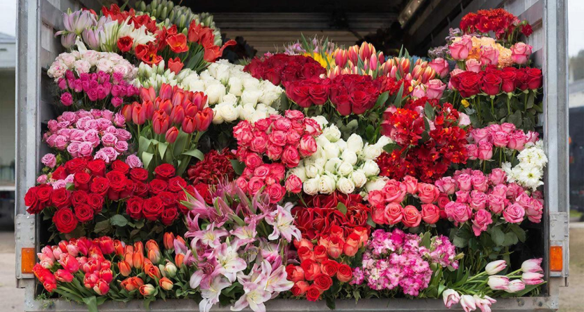 380 тысяч цветов из Турции и Армении прошли «жесткий фильтр» на границе с Кубанью