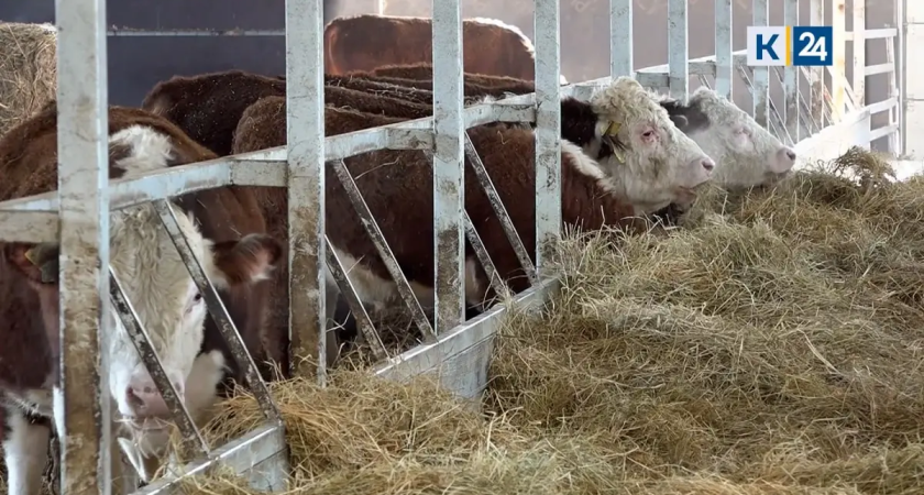 Японские гурманы оценили мясо быков из Северского района
